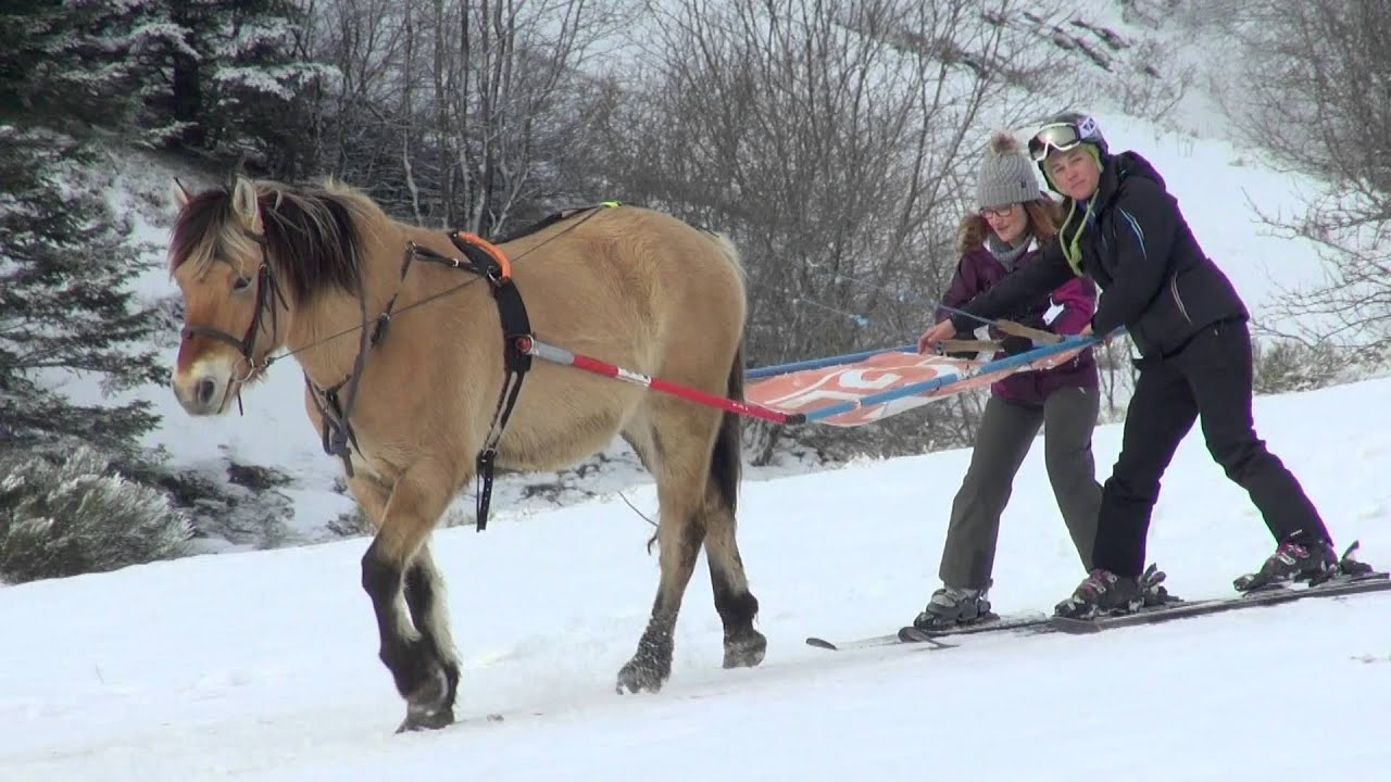 Qu'est ce que le ski joëring