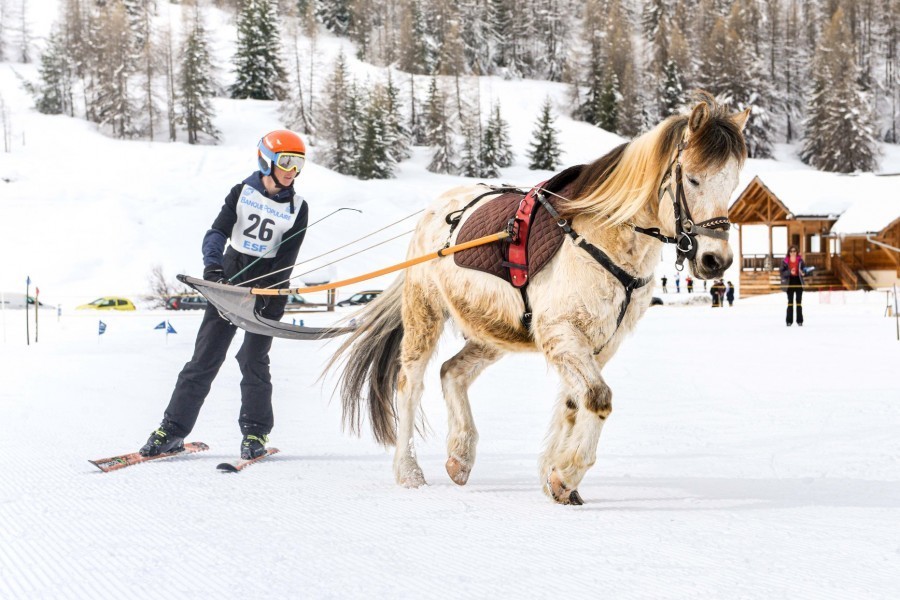 Compétition de ski joëring à Ceillac